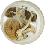 African Cubensis (Panaeolus africanus) | Momentum Mushroom Canada