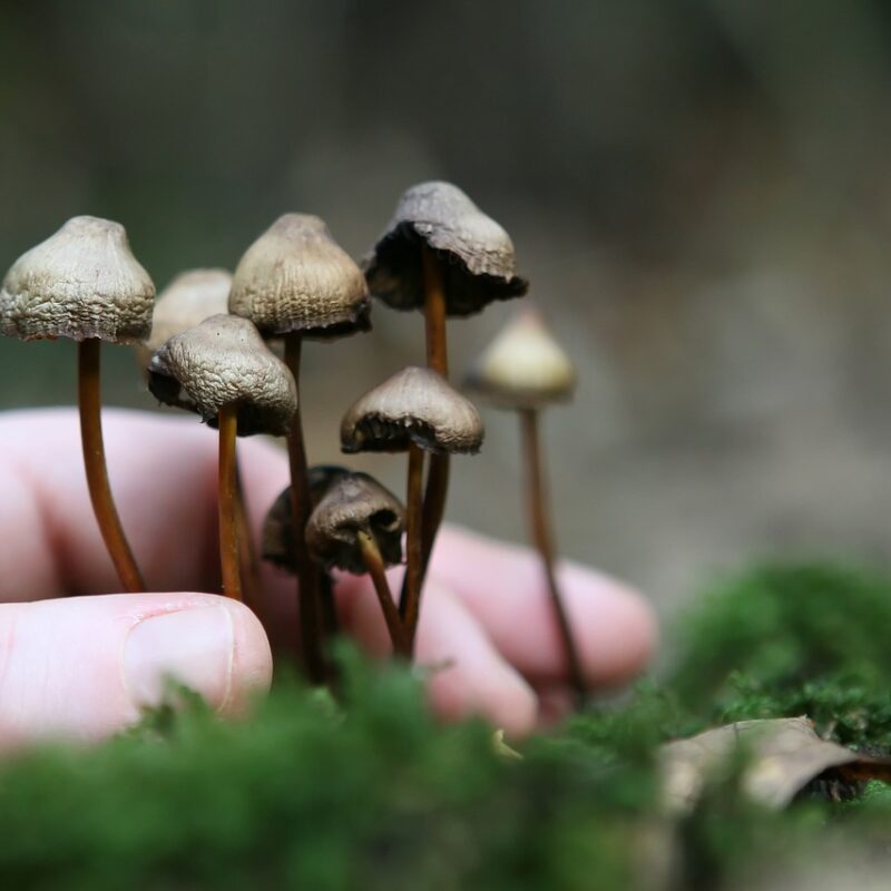 Guide to Magic Mushrooms | Momentum Mushroom Canada