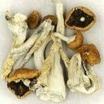 Creeper | Momentum Mushroom Canada