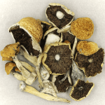 Penis Envy Cubensis | Momentum Mushroom Canada