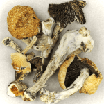 Thai Elephant | Momentum Mushroom Canada