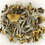 Daddy Long Legs | Momentum Mushroom Canada