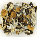 Full Moon Party | Momentum Mushroom Canada