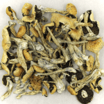 Puerto Rican | Momentum Mushroom Canada
