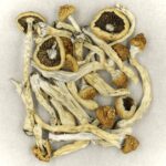 Texas Yellow Cap | Momentum Mushroom Canada