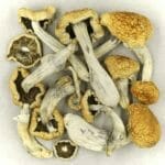 Vietnamese | Momentum Mushroom Canada