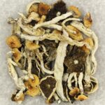 Cuban | Momentum Mushroom Canada
