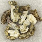 White Burma | Momentum Mushroom Canada