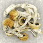 Chitwan Nepal | Momentum Mushroom Canada