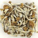 Florida White | Momentum Mushroom Canada