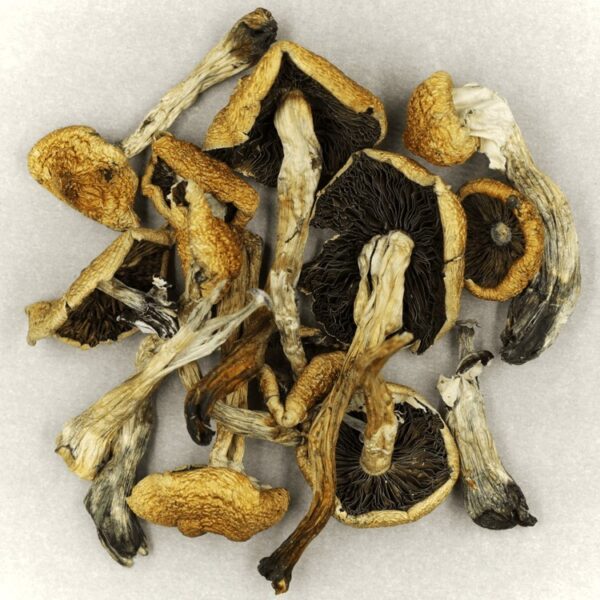 Malabar | Momentum Mushroom Canada