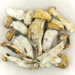 Melmac | Momentum Mushroom Canada