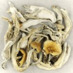 Treasure Coast | Momentum Mushroom Canada