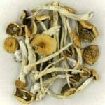 Mexicana | Momentum Mushroom Canada