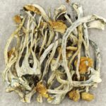Amazonian Cubensis | Momentum Mushroom Canada