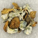 King Kong | Momentum Mushroom Canada