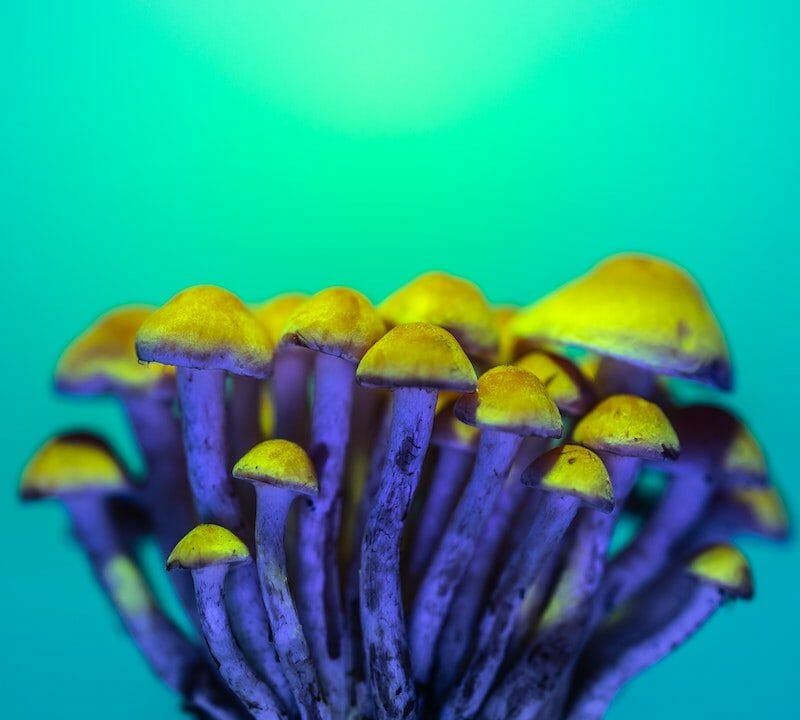 LSD Edibles | Momentum Mushroom Canada