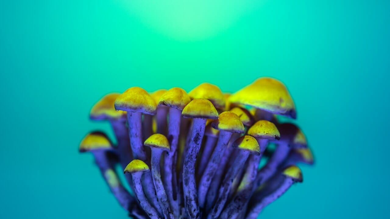 Exploring the Psychedelic Potency of LSD Infused Edibles: A Dive into Psychedelic Chemistry