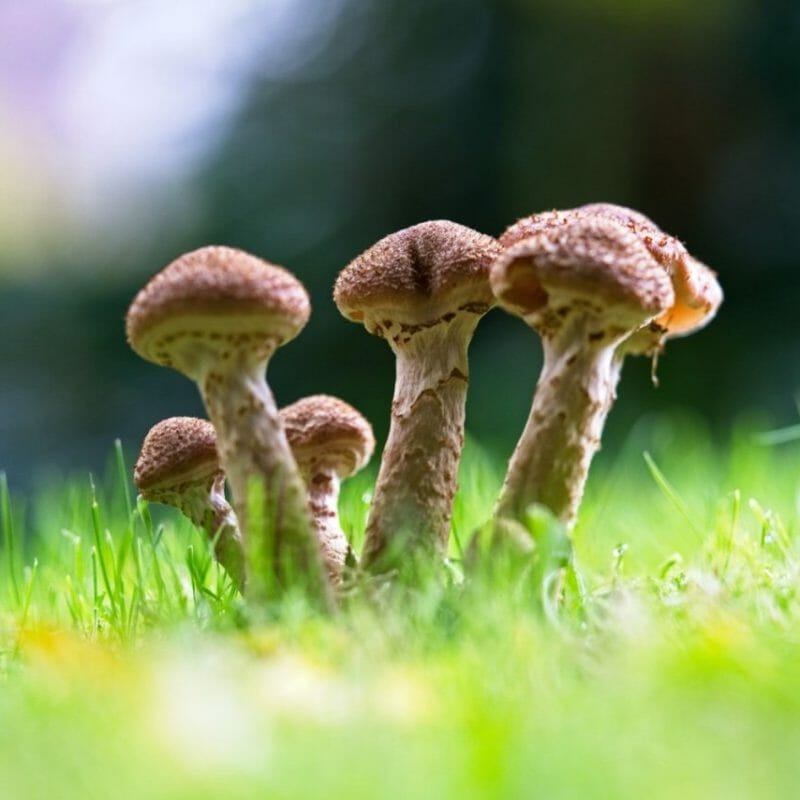 Mushroom Dispensary | Momentum Mushroom Canada