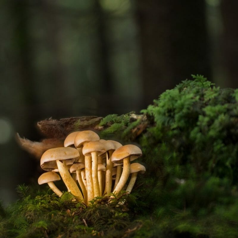 Strongest Mushroom Strains | Momentum Mushroom Canada