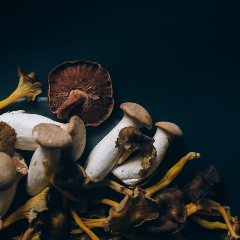 Dried Shrooms | Momentum Mushroom Canada