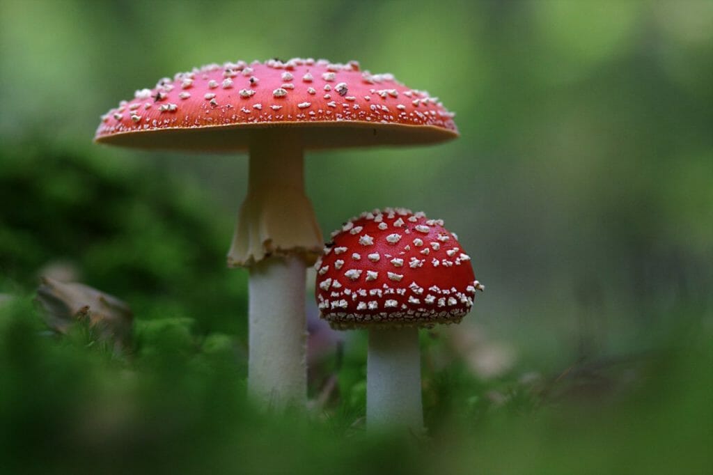 A Variety Of Shroom Products From Magic Mushroom Dispensary Magic Mushroom Dispensary
