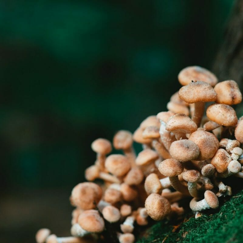 Mushroom Dispensary - Zoomies | Momentum Mushroom Canada