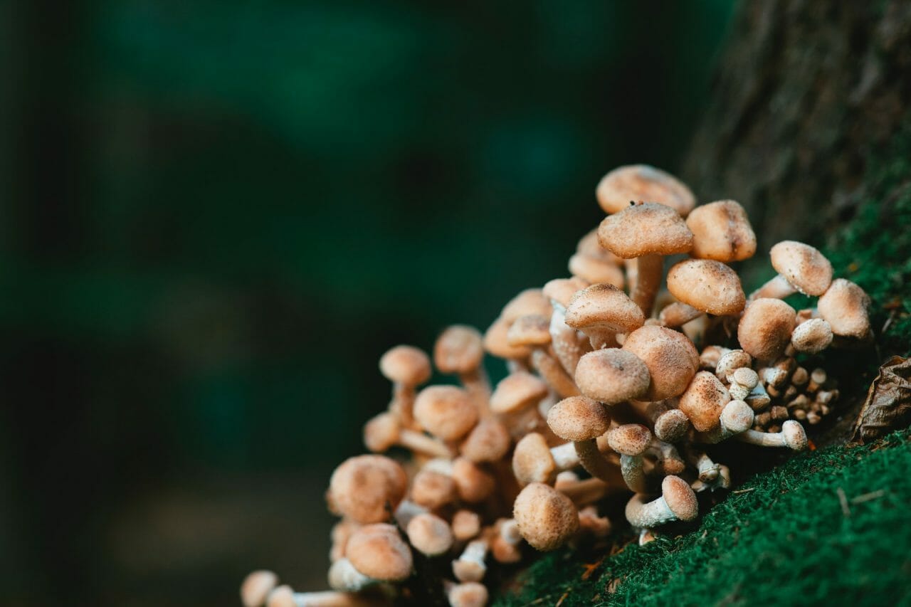 The Role of Mushroom Dispensary in Treating Depression