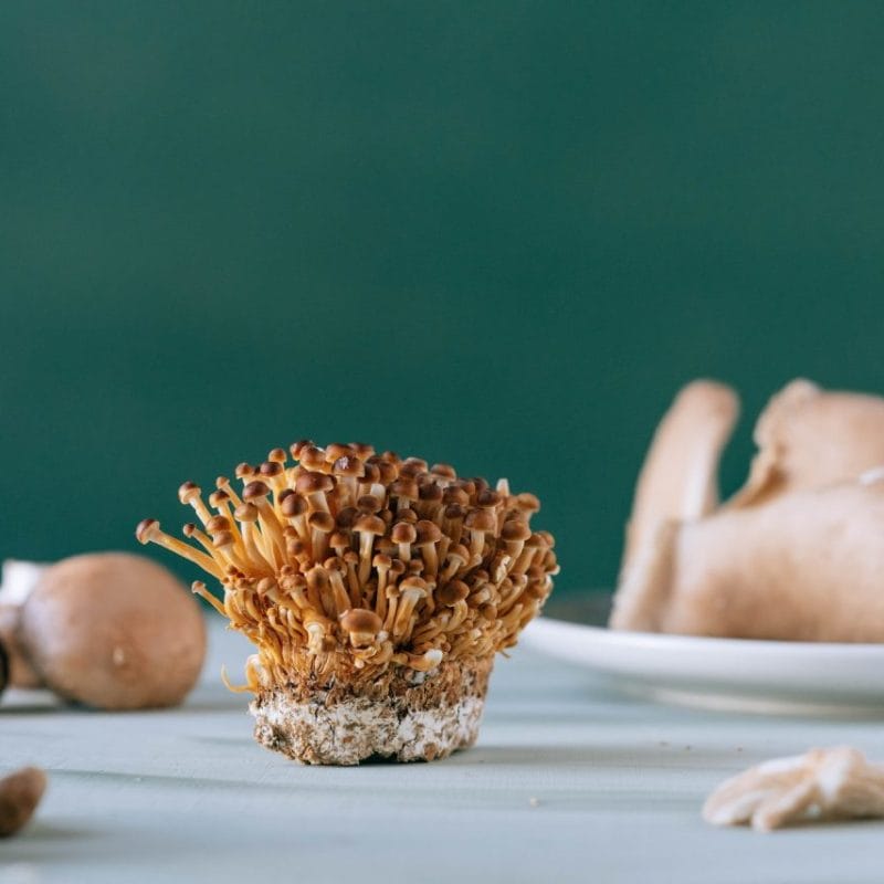 Buy Magic Mushroom | Momentum Mushroom Canada