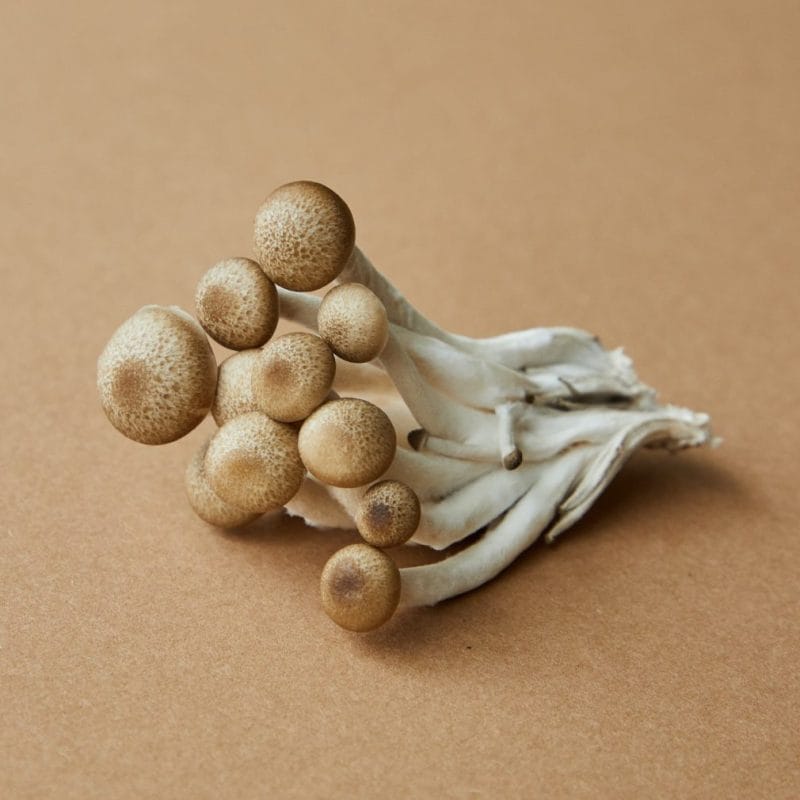 strongest mushroom strain | Momentum Mushroom Canada