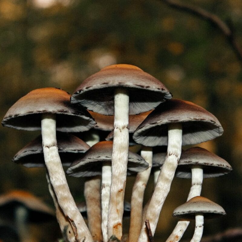 Microdose Mushrooms | Momentum Mushroom Canada