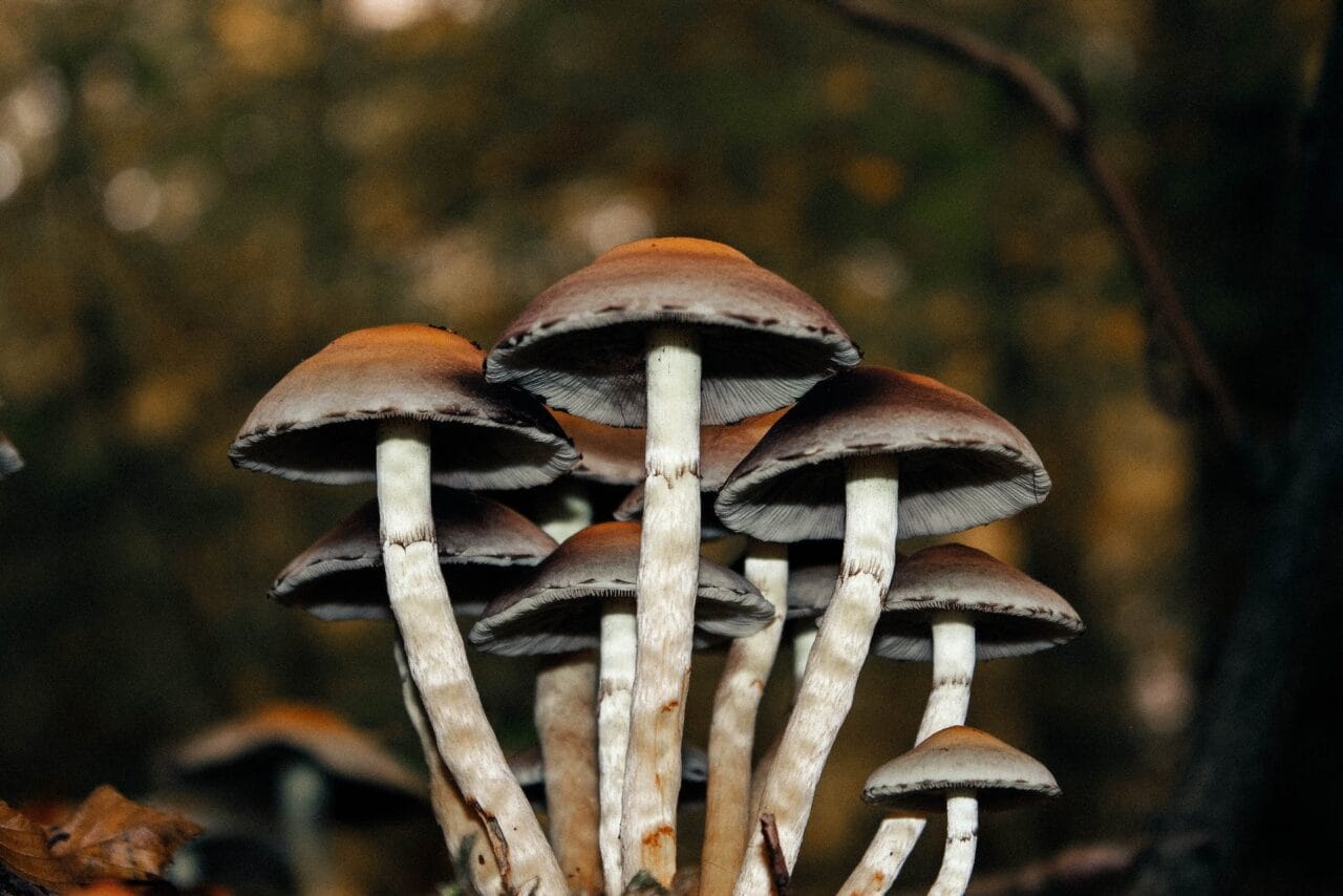 A Collection of Cases on Microdose Mushrooms Utilized for Persistent Pain Alleviation