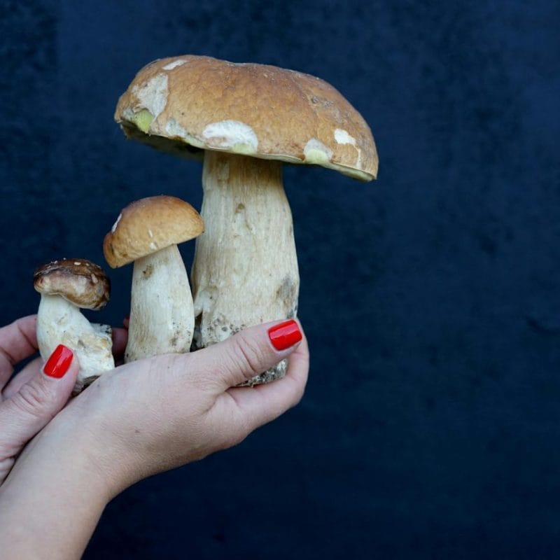 Shrooms Online | Momentum Mushroom Canada