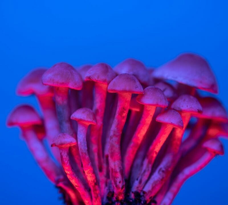 Shrooms Delivery in Canada | Momentum Mushroom Canada