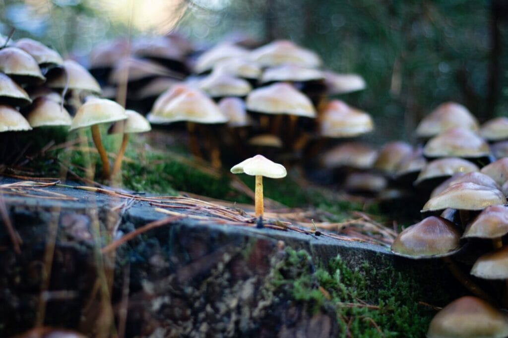 Shroom Delivery at Momentum Mushroom Canada