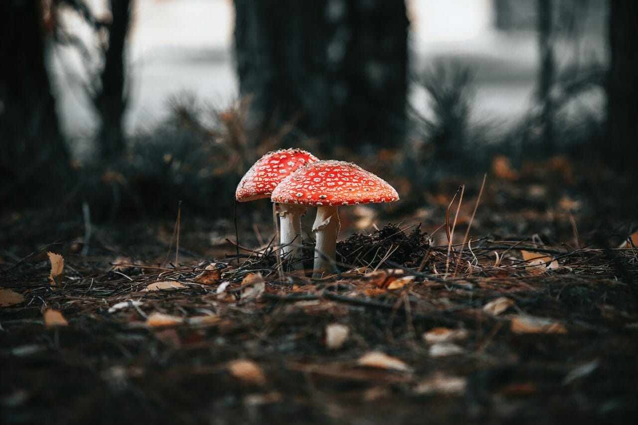 The Revolution of Psilocybin: Its Production, Scientific Research, and Future Direction