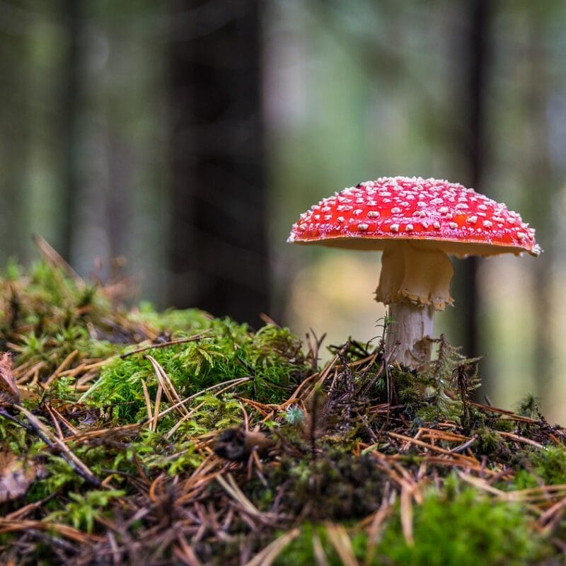 Shrooms Online in Canada | Momentum Mushroom Canada