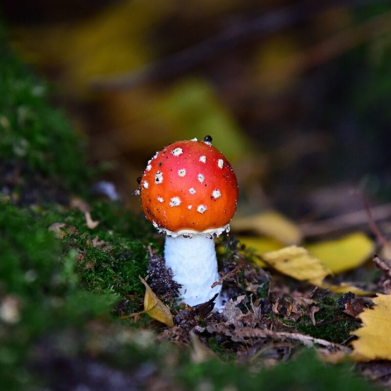 buy LSD online in Canada | Momentum Mushroom Canada