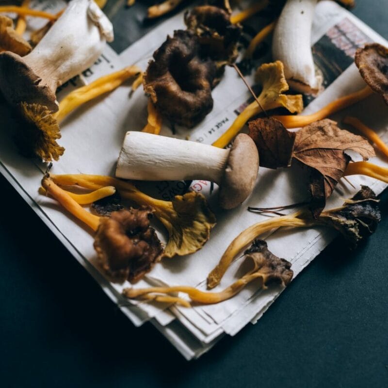 Mushroom chocolate at Zoomies Canada | Momentum Mushroom Canada
