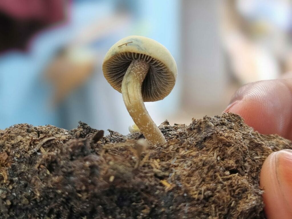Athletes Utilizing Psychedelics for Healing Post Severe Injuries Magic Mushroom Dispensary