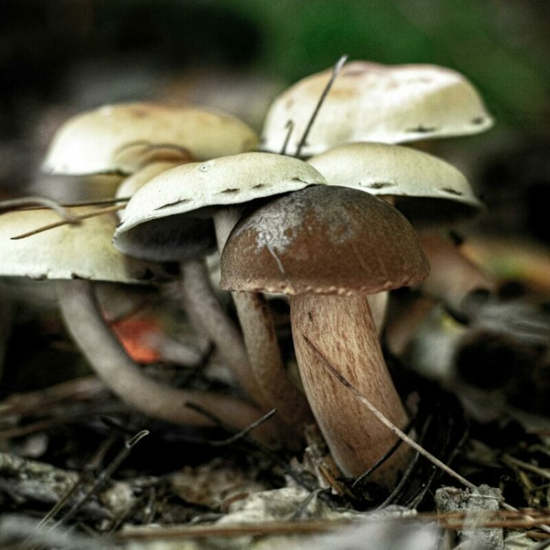 psilocybin mushroom | Momentum Mushroom Canada