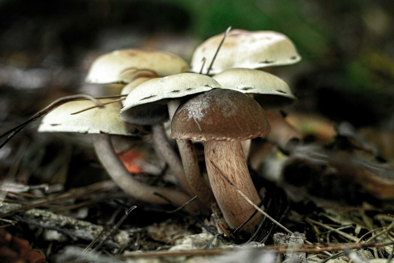 Magic Mushrooms from Brazil versus Costa Rica: Which One is Superior?