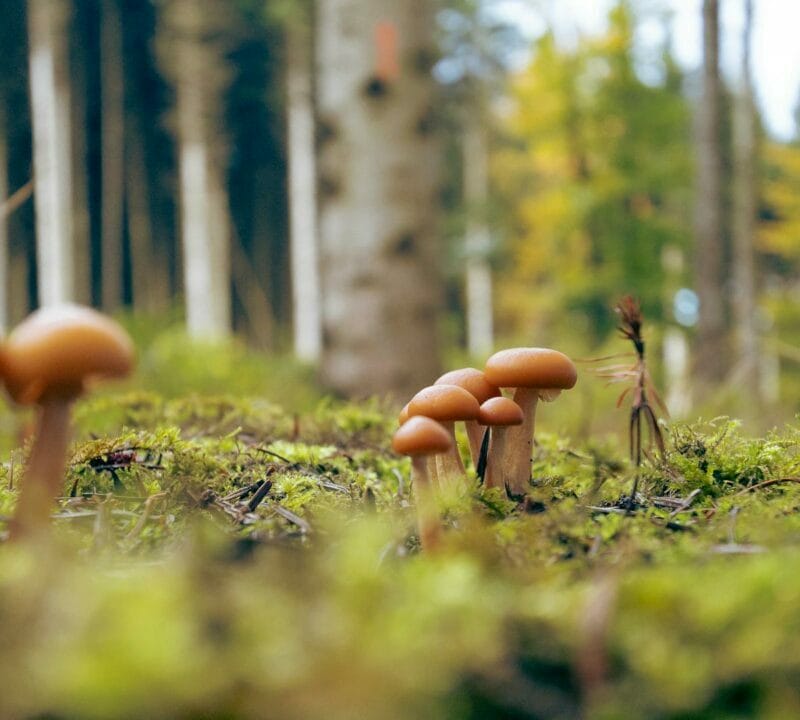 Magic Mushroom Dispensary | Momentum Mushroom Canada