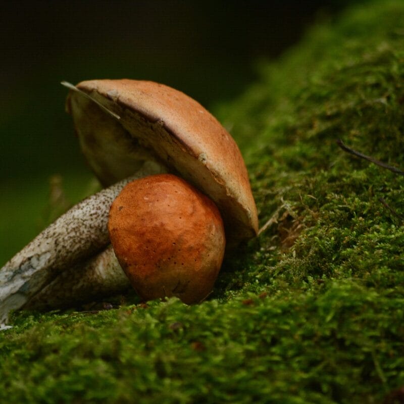 Mushroom Dispensary Vancouver | Momentum Mushroom Canada