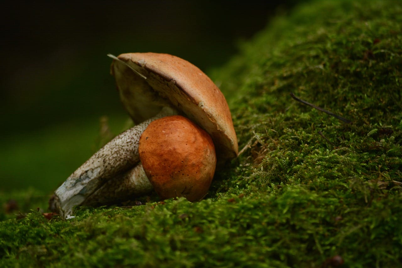 Vancouver’s Mushroom Dispensary: Discover Five Fresh Shroom Strains Worth Sampling