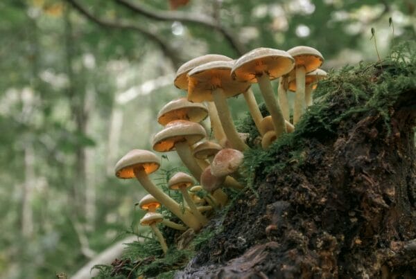 Shrooms online