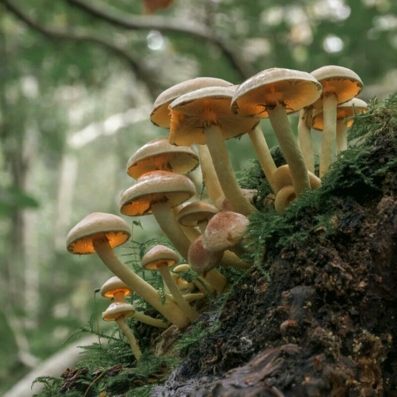 Shrooms online | Momentum Mushroom Canada