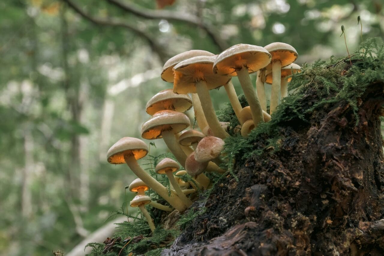 Magic Mushrooms’ Psilocybin Enhances Sexual Functionality and Satisfaction