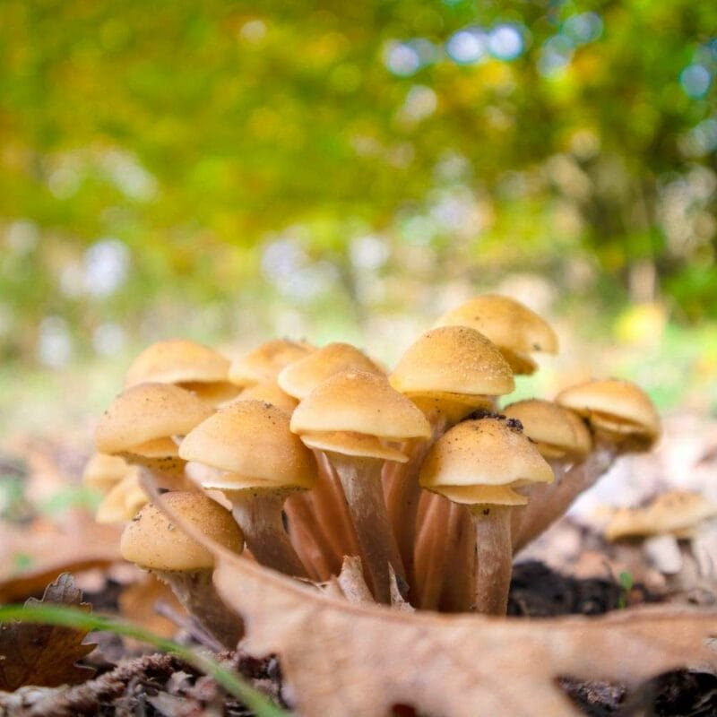 Shrooms Canada | Momentum Mushroom Canada