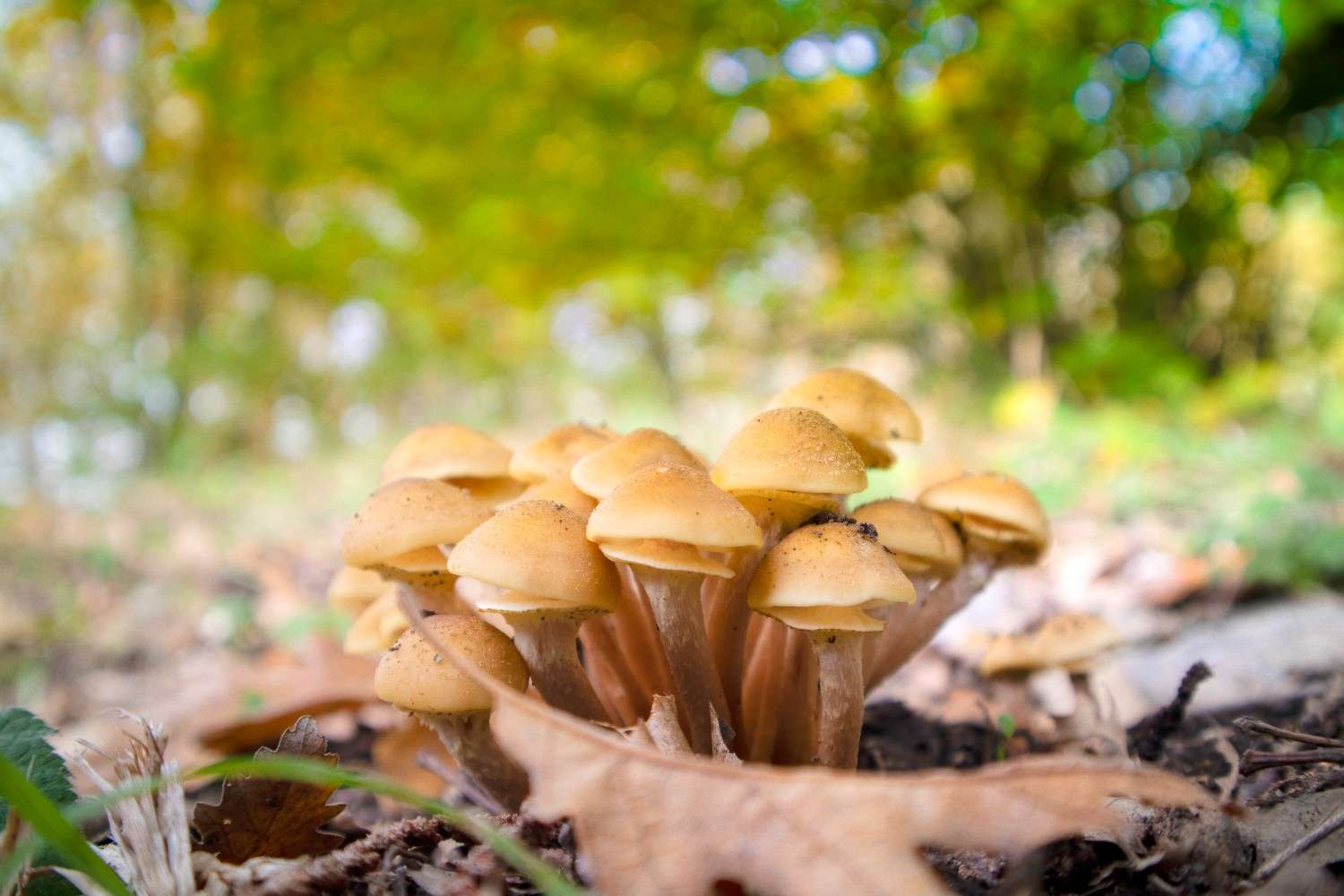 The Reach of Psilocybin Mushrooms Expands Beyond Canada – Microdosing Emerges as a Worldwide Trend
